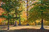 Autumn Trees_24688
